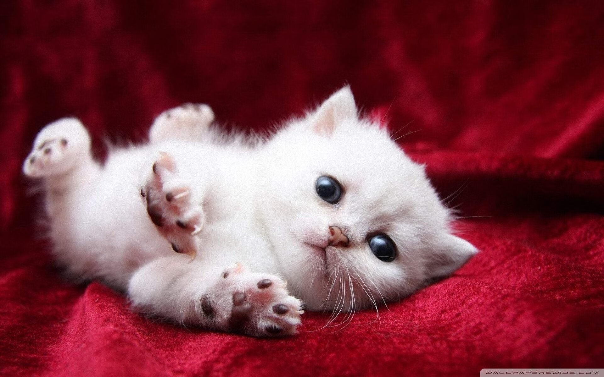 英超球队利用运动生理数据优化比赛恢复策略,英超身体素质