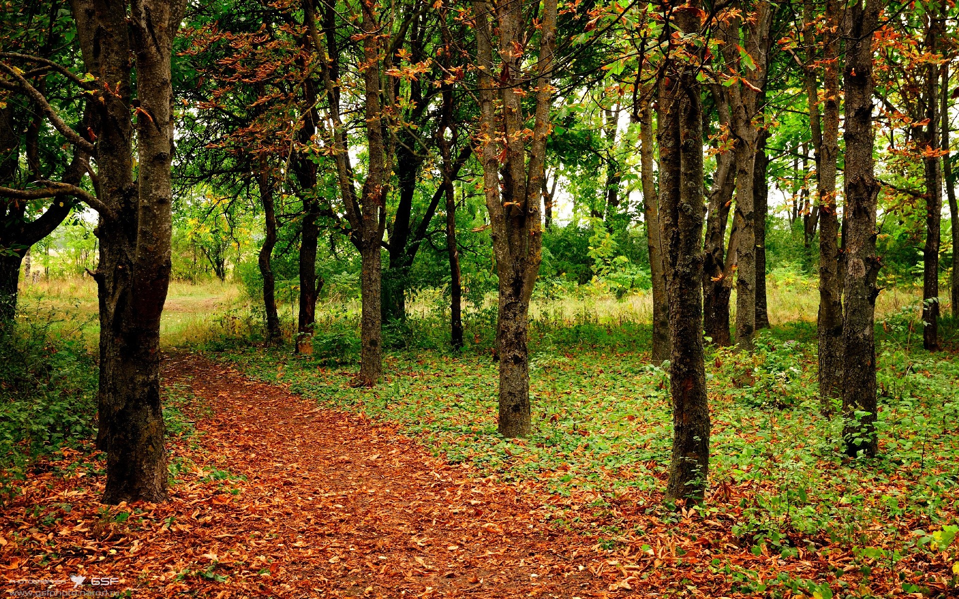 “诺克·达维德·彼得森在南非羚羊队的超级表现”
