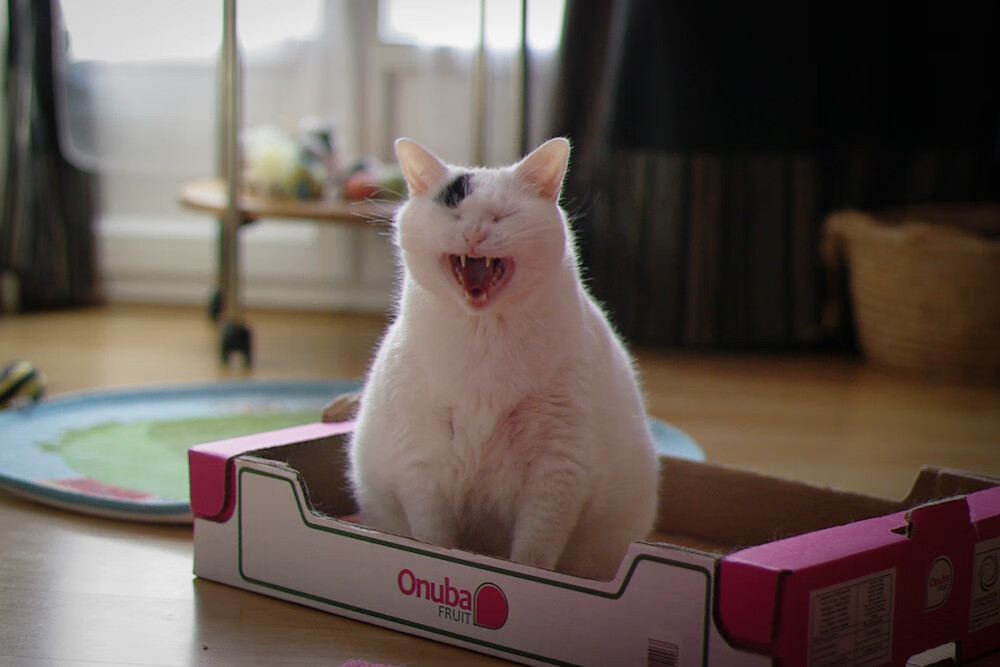 “诺克·达维德·彼得森在南非羚羊队的超级表现”