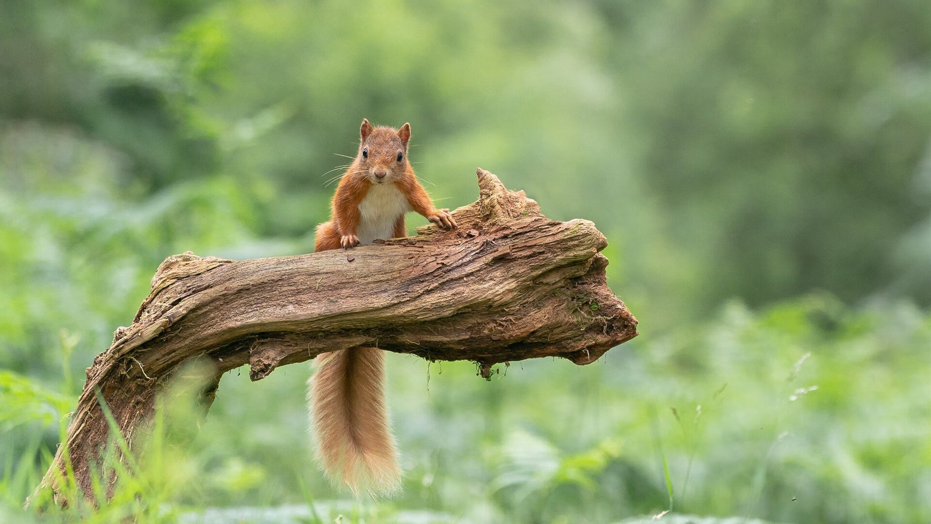 华体会app下载-唐纳德·高尔展现强大进攻能力，成为袋鼠队的致命武器，唐纳德古尔德