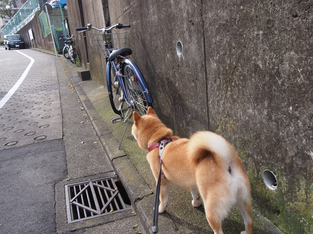 巴西队在南美预赛中保持领先,晋级势头良好