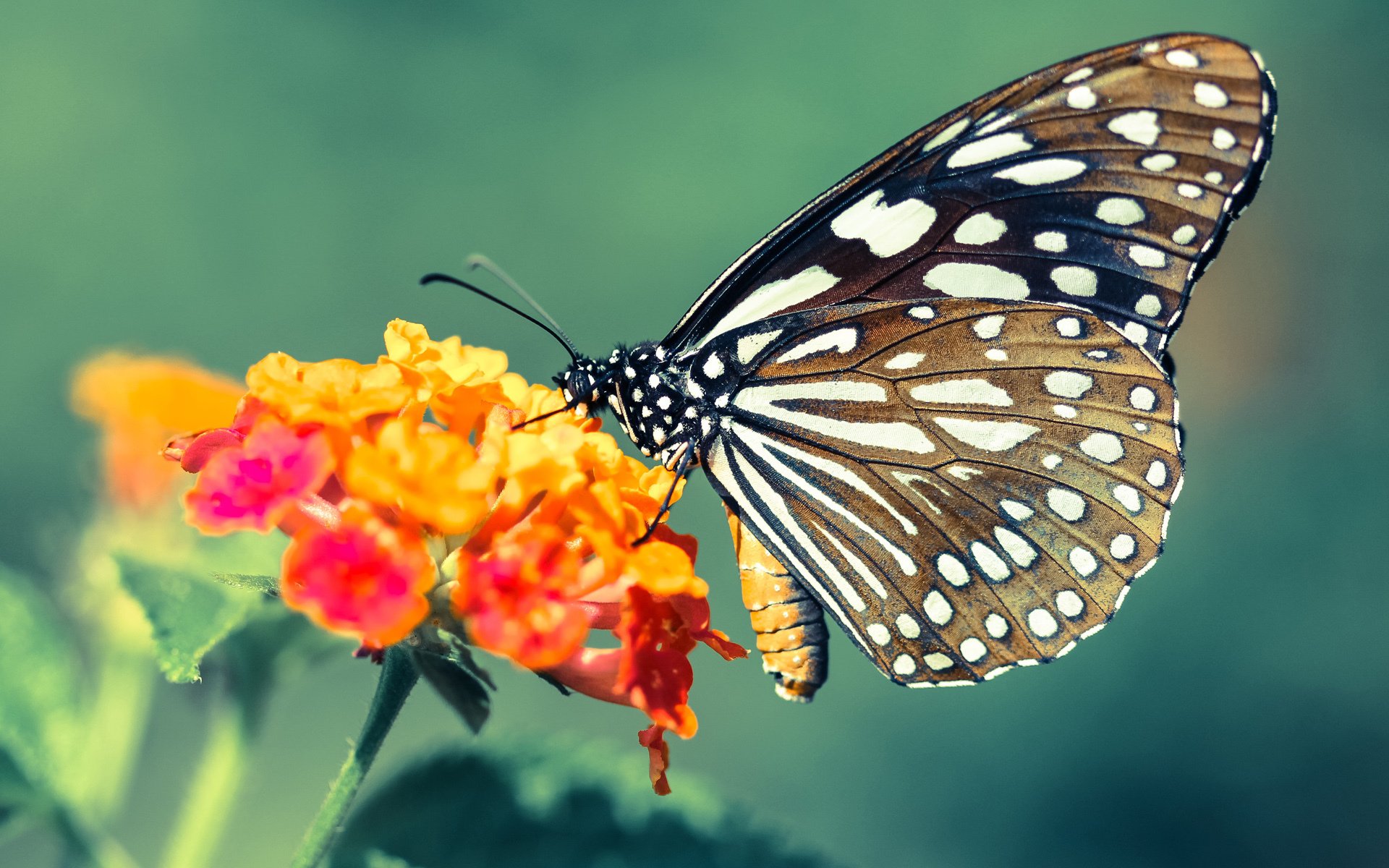 希腊女篮在欧洲锦标赛中再夺佳绩,续写荣耀传奇,希腊女子篮球超级联赛ds