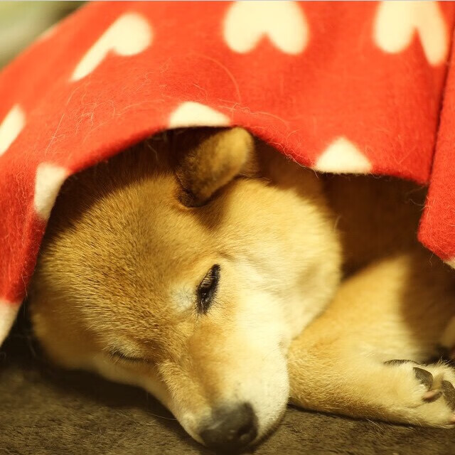 华体会官网入口-曹缘男子3米跳板赛场魅力尽显，曹缘十米跳台