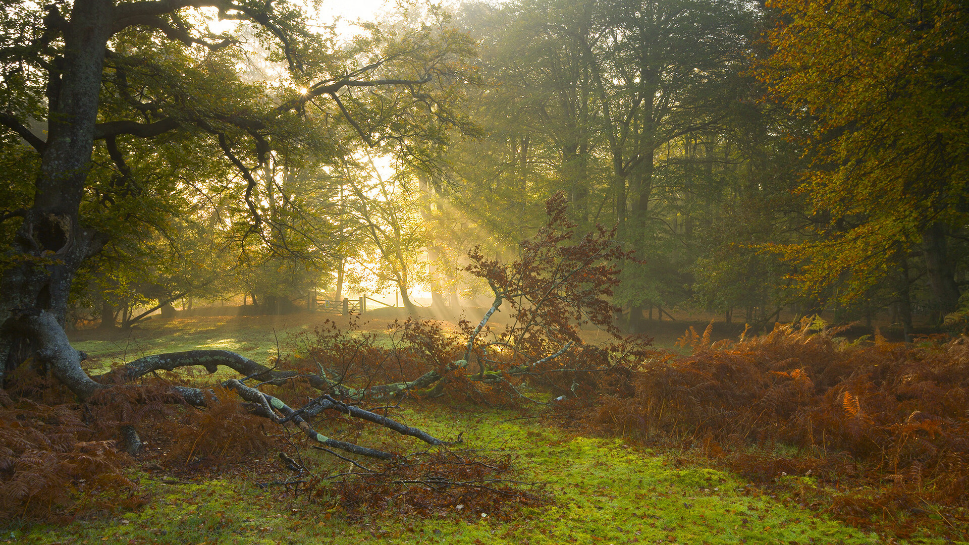 混合泳比赛中立代表队A表现均衡,混合泳联合队