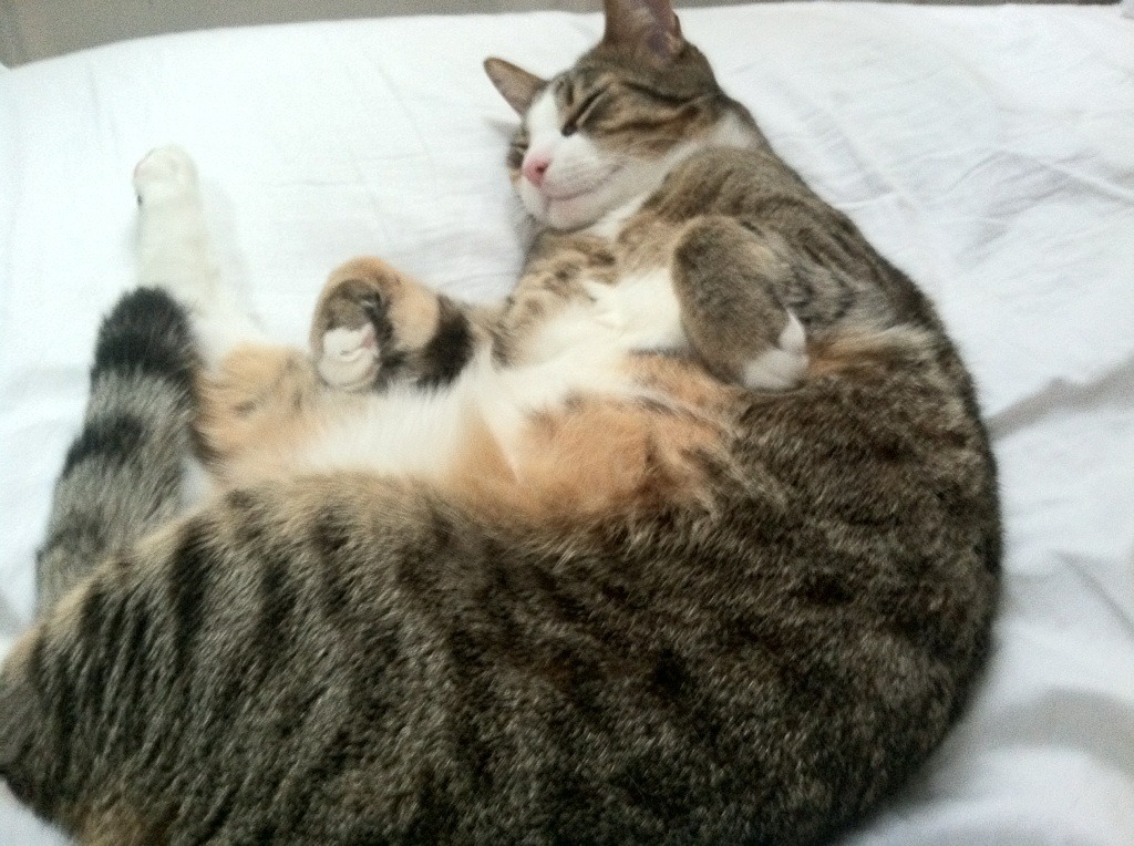 华体会在线登录-职业联赛设立家庭支持中心关注球员情绪与亲情维护，家庭球队