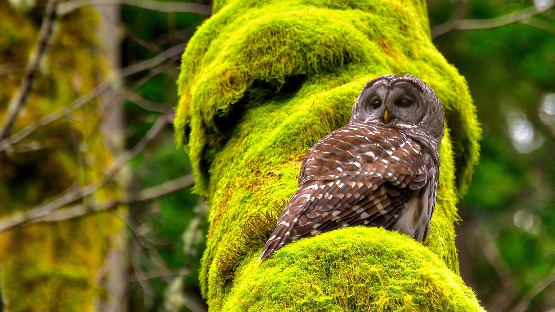 青少年篮球联赛推广策略优化提升赛事品牌影响力，青少年篮球职业联赛