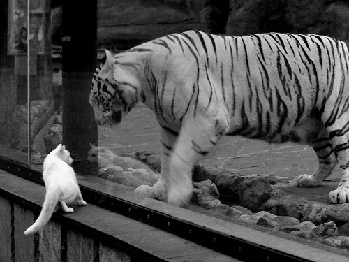 中国篮球战术风格是否需要地域特色,篮球技战术水平