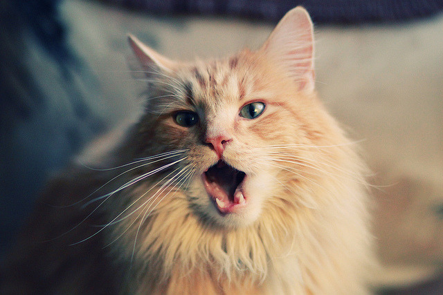 中国足球俱乐部加强运营团队与技术团队协作管理，足球俱乐部管理架构